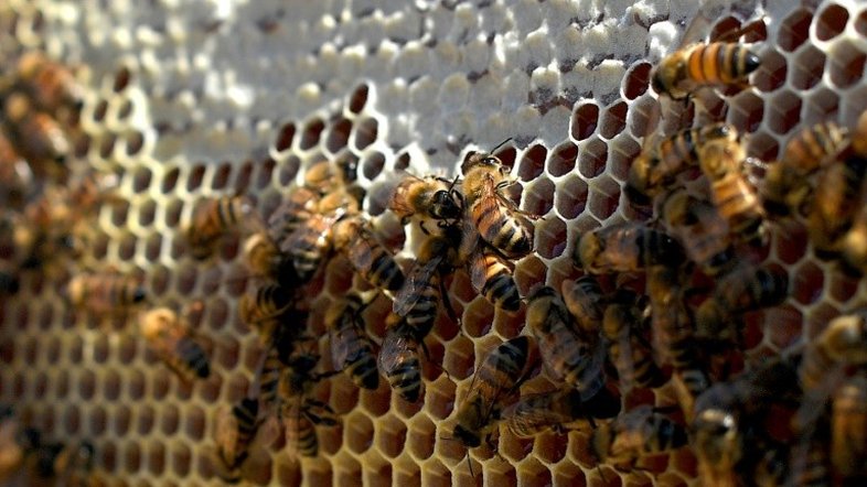 Vacina para abelhas pode evitar 'apocalipse dos insetos'