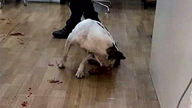 Câmara aumenta pena de maus-tratos contra animais e zoofilia
