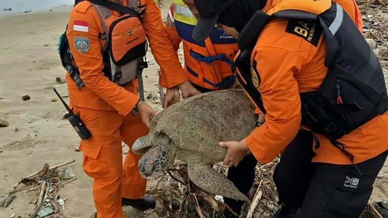 Equipes de emergência indonésias resgatam tartarugas após tsunami
