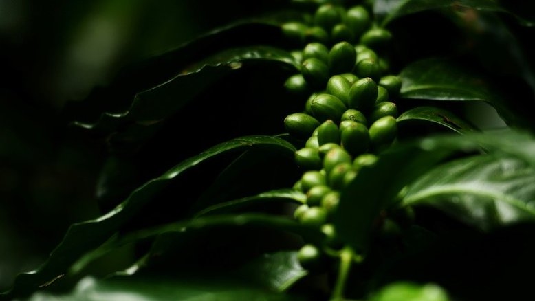 Países produtores de café querem preços mais altos para ajudar agricultores