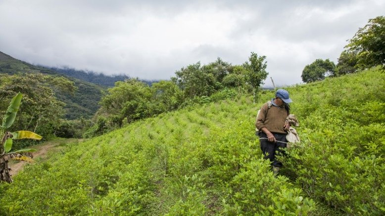 Pesticidas nas plantações de coca ameaçam a sobrevivência das abelhas na Bolívia