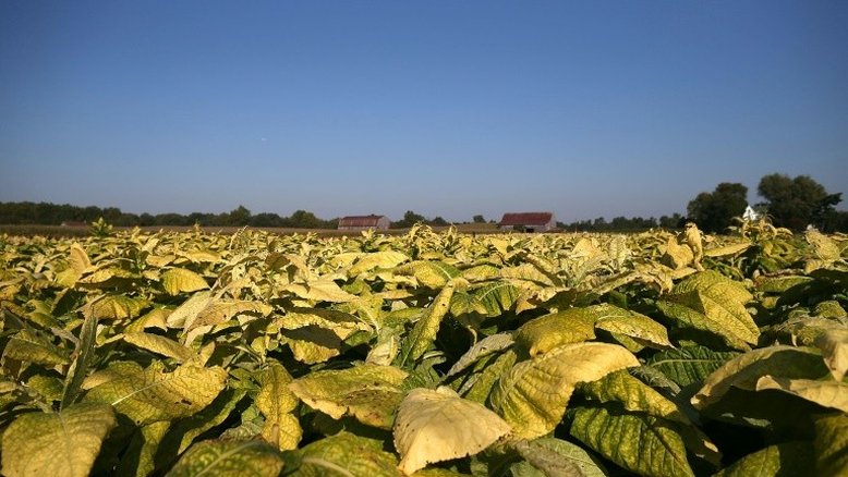 Pesquisadores aumentam em 40% rendimento de plantas com modificação genética