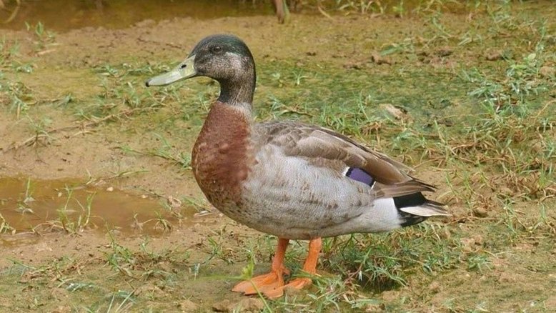 Trevor, o pato mais solitário do mundo, morre em ilha do Pacífico