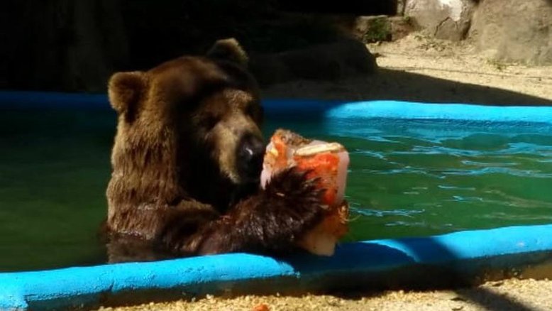 Com sensação térmica de 45 °C, zoo do Rio refresca animais com picolé