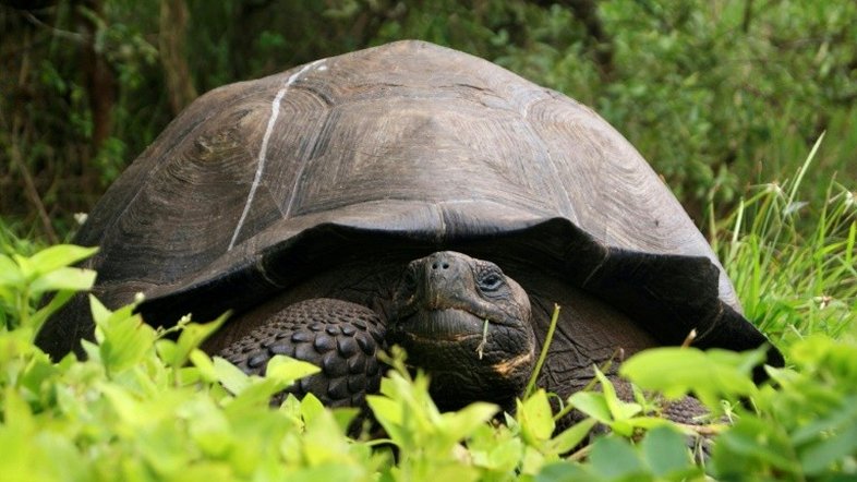 Encontrada no Equador tartaruga gigante considerada desaparecida há um século