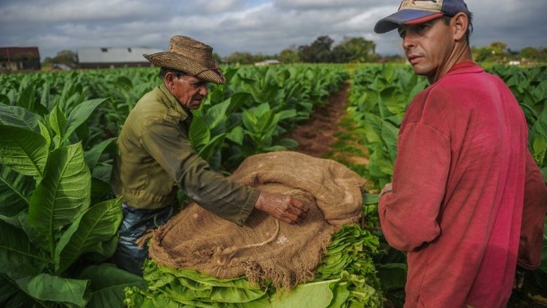 Vendas globais de charutos cubanos sobem 7%, apesar de leis antitabaco