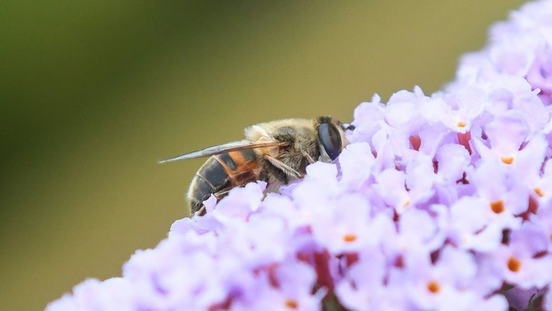 FAO alarmada com perda de biodiversidade no mundo
