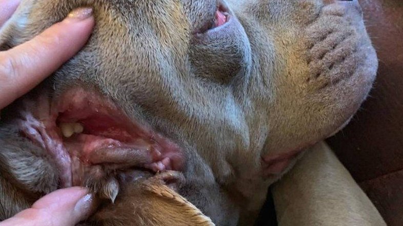 Reprodução/Facebook/Mutt Misfits Animal Rescue Society