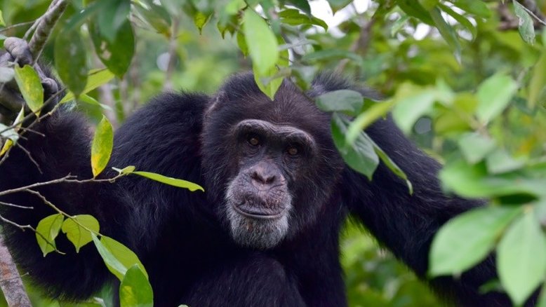 Diversidade cultural dos chimpanzés está ameaçada por humanos