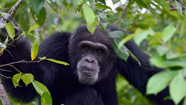 Diversidade cultural dos chimpanzés está ameaçada por humanos