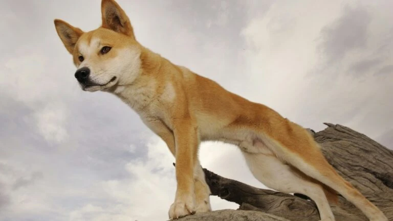 Pesquisadores australianos asseguram que o dingo não é cão selvagem