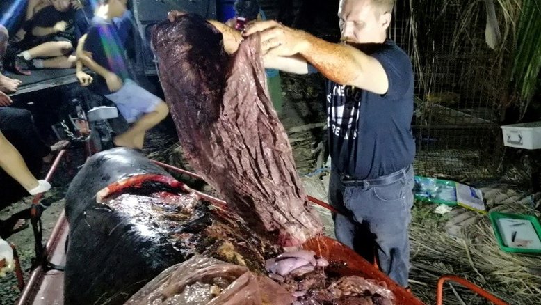 Baleia com 40 kg de plástico no estômago morre de fome nas Filipinas