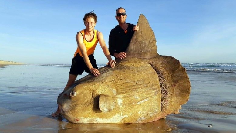 Encontrado peixe-lua encalhado em praia na Austrália