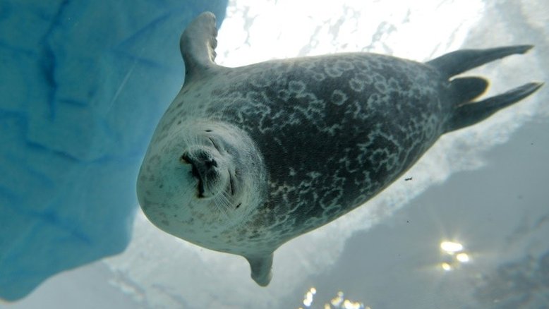 Mudanças climáticas forçam animais do Ártico a alterar sua alimentação