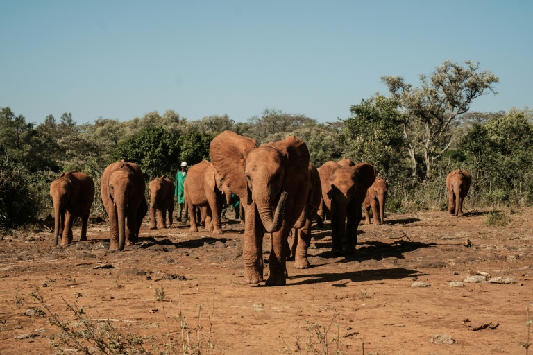 Elefantes órfãos passeiam pelo centro do Fundo Sheldrick para a Fauna Selvagem de Nairóbi, em 12 de março de 2019