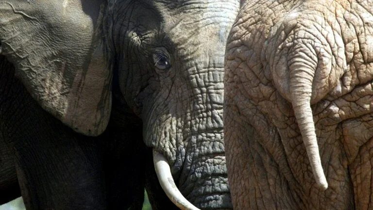 Caçador ilegal morre pisoteado por elefante e é devorado por leões na África do Sul