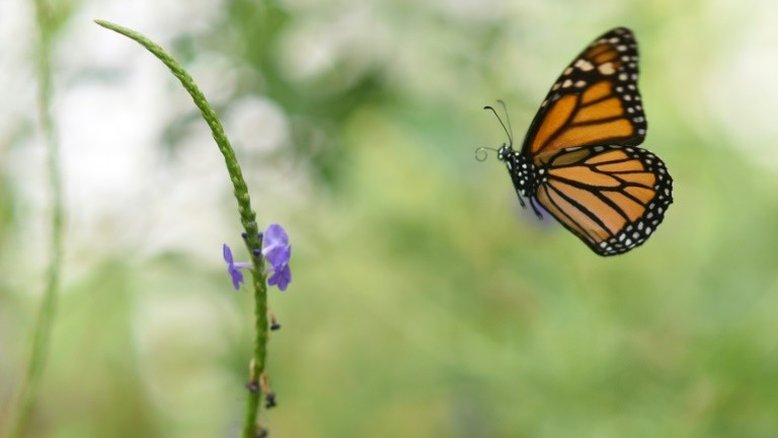 A EPA recomendou uma nova etiquetagem para reduzir os riscos ecológicos do glifosato, em particular para as borboletas - AFP/Arquivos