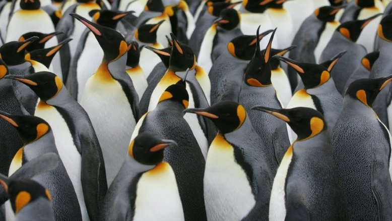 O pinguim-imperador é particularmente vulnerável às mudanças climáticas. Suas populações poderiam diminuir até 70% no fim do século