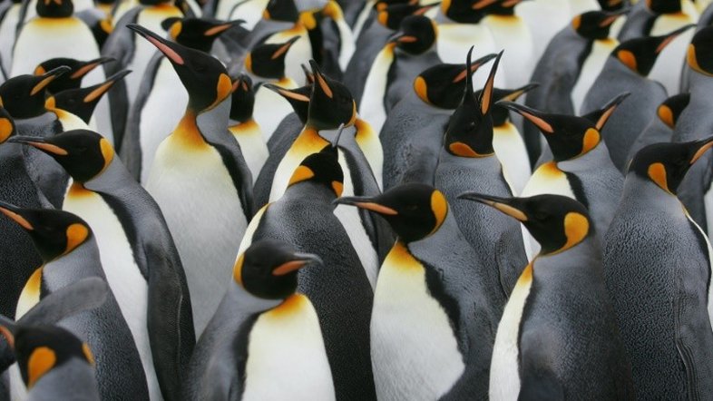 O pinguim-imperador é particularmente vulnerável às mudanças climáticas. Suas populações poderiam diminuir até 70% no fim do século