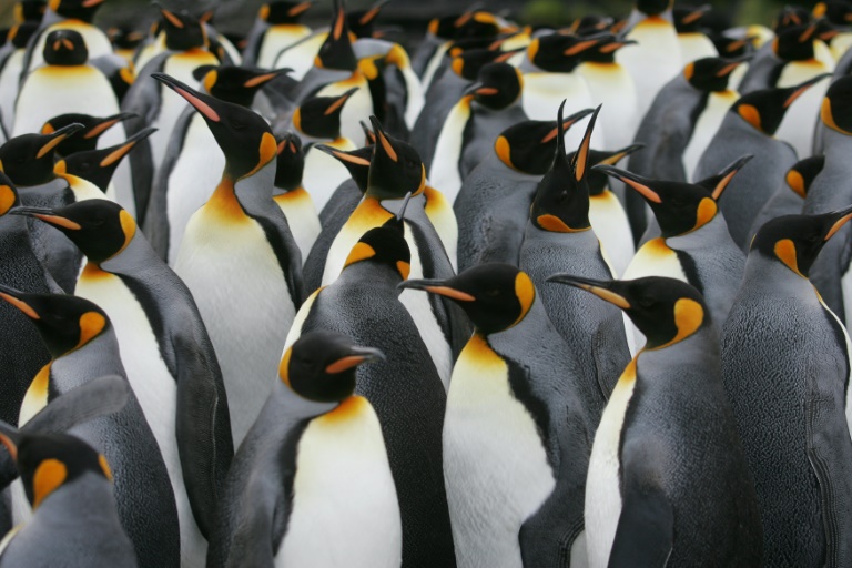 O pinguim-imperador é particularmente vulnerável às mudanças climáticas. Suas populações poderiam diminuir até 70% no fim do século