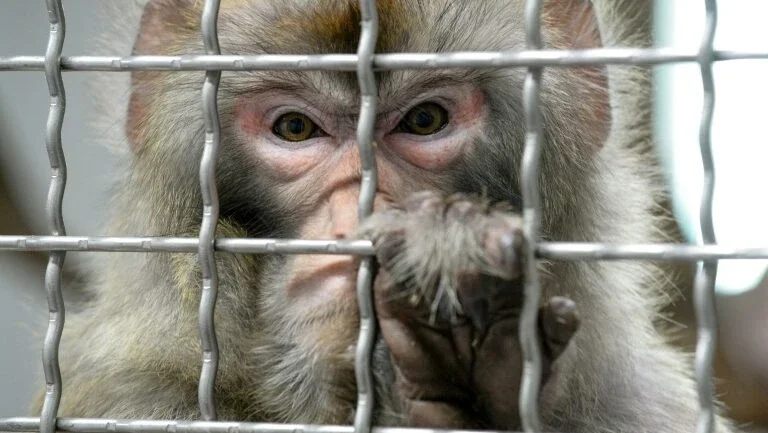 Cientistas chineses criam macacos com genes do cérebro humano