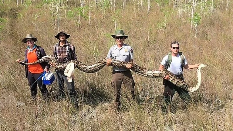 Píton de 5,2 metros é capturada na Flórida