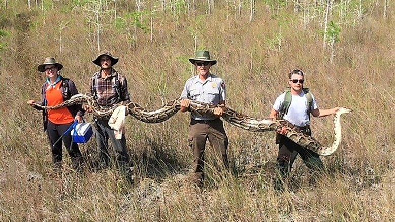 Píton de 5,2 metros é capturada na Flórida