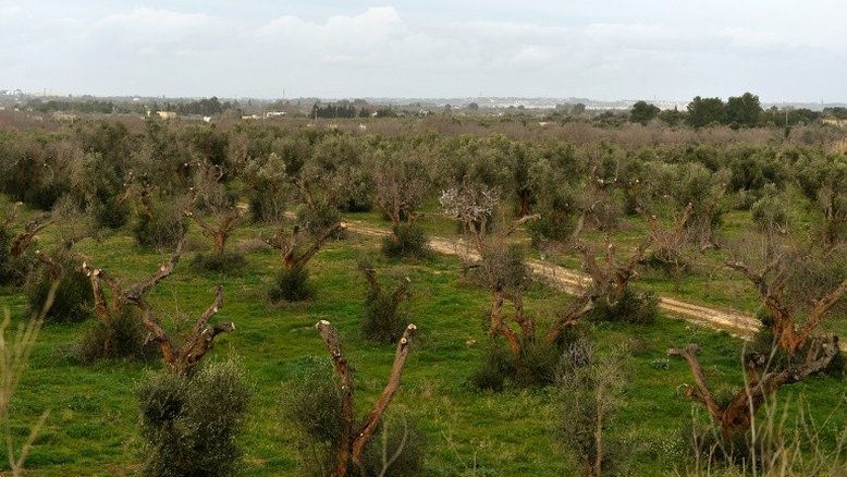 Fao aprova novas normas para conter propagação das pragas
