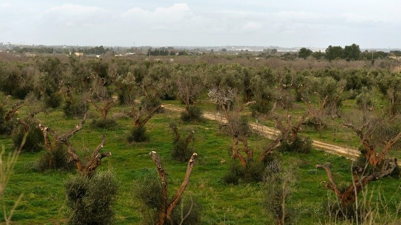 Fao aprova novas normas para conter propagação das pragas