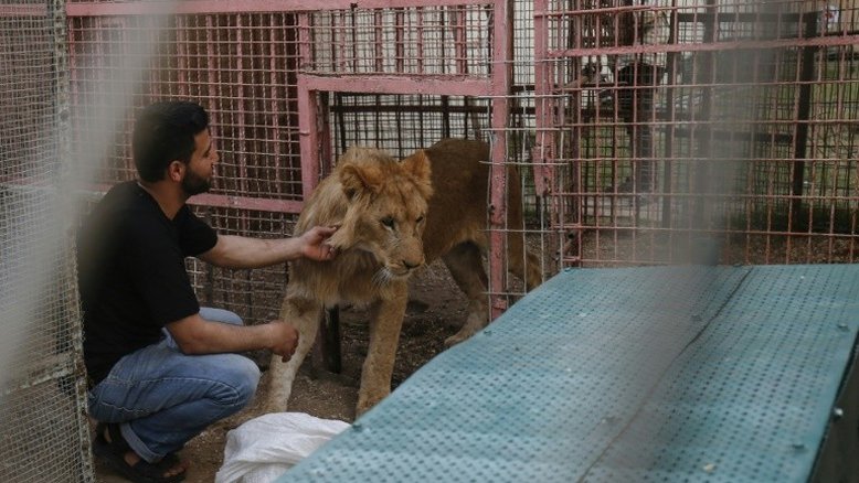 Mais de 40 animais evacuados do zoológico da Faixa de Gaza para Jordânia
