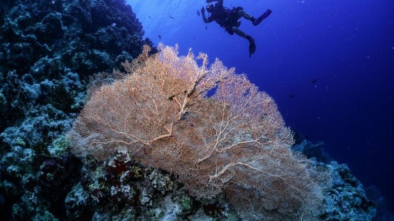 Um milhão de espécies estão ameaçadas de extinção