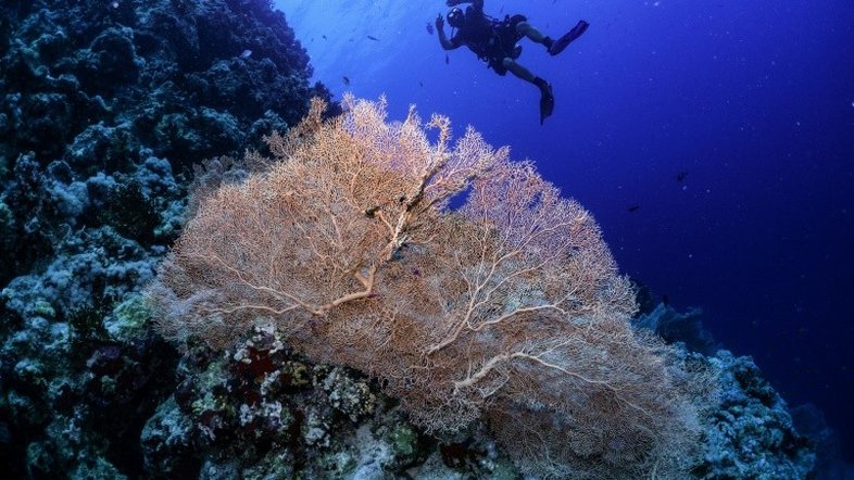 Um milhão de espécies estão ameaçadas de extinção