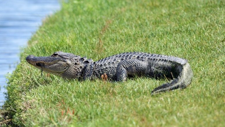 Mulher é investigada na Flórida após esconder jacaré nas calças