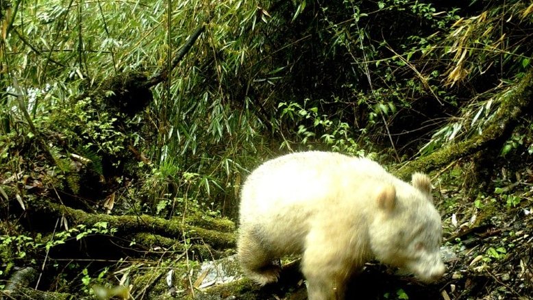 Exemplar raro de panda albino é visto na China
