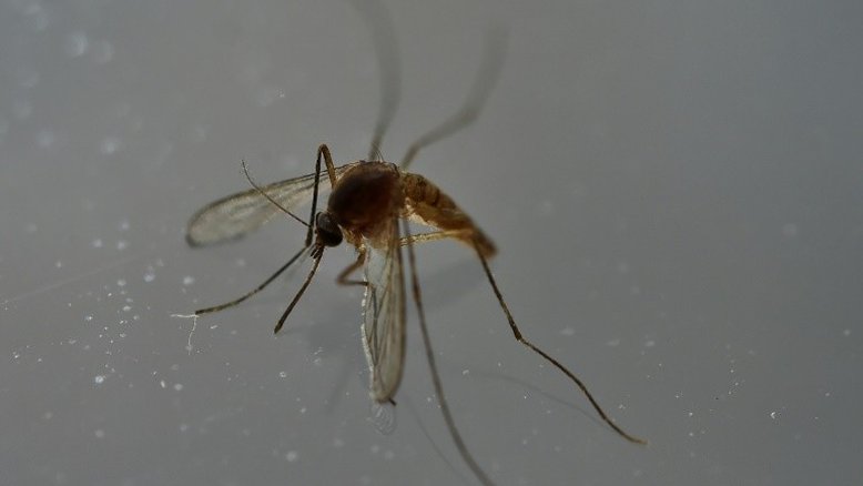 EUA se soma a vários países ao autorizar vacina contra dengue