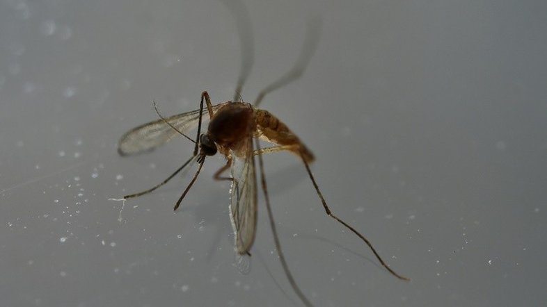 EUA se soma a vários países ao autorizar vacina contra dengue