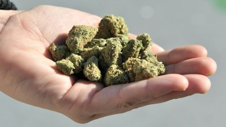 STF define 40g para diferenciar porte de maconha de tráfico; o que muda para o usuário?