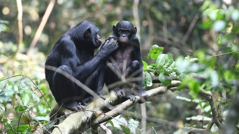 Chimpanzés na natureza estão reduzidos a 'guetos florestais'