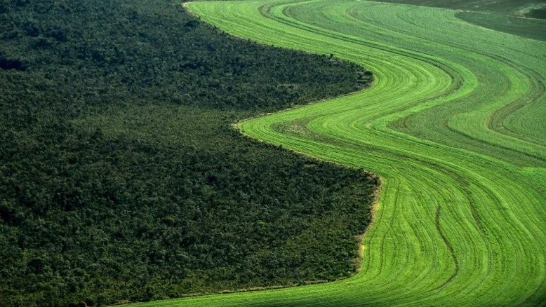 Cerrado brasileiro recua diante da soja e do gado