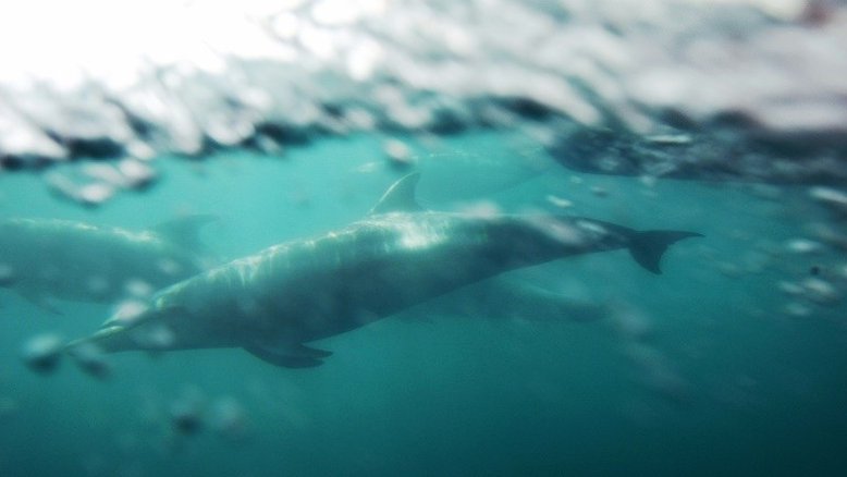 Canadá proíbe captura e criação de baleias e golfinhos