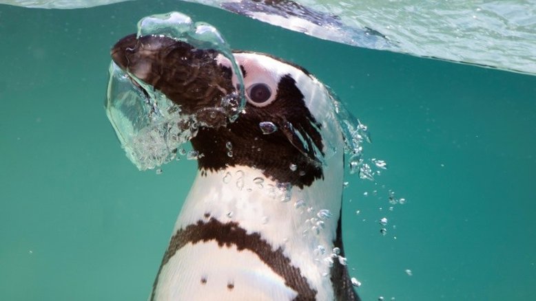 Vídeo prova 'solidariedade' de pinguins africanos com aves marinhas