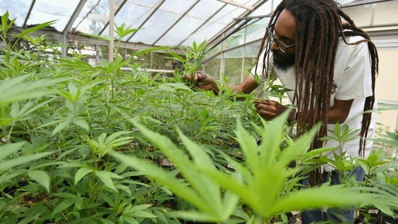 Anvisa põe em consulta cultivo de maconha medicinal