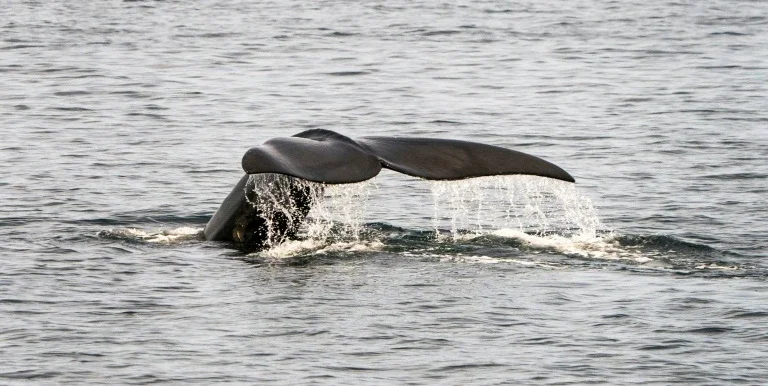 Baleias francas aparecem mortas no litoral do Canadá