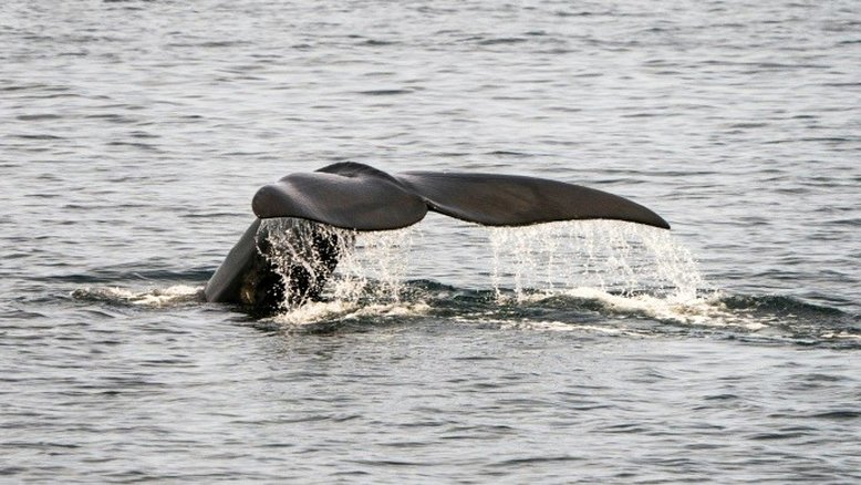 Baleias francas aparecem mortas no litoral do Canadá