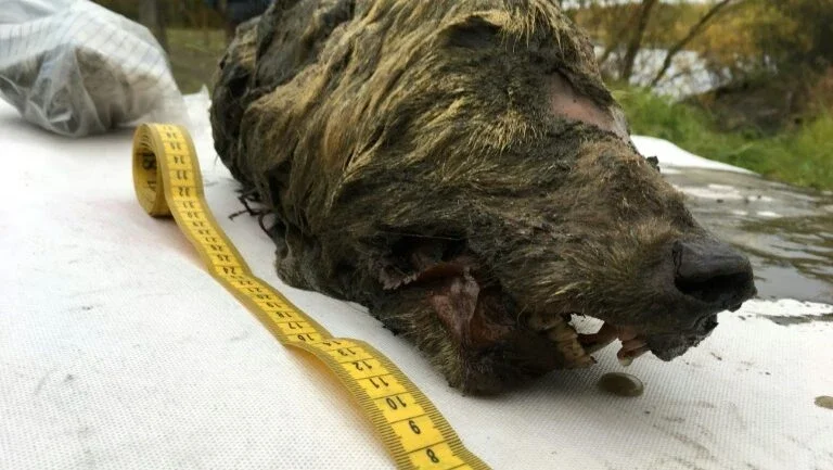 Cabeça de lobo de 32.000 anos é encontrada na Sibéria
