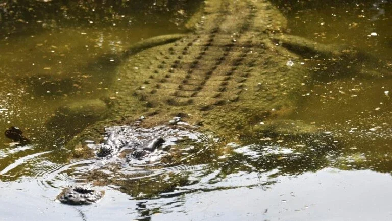 Crocodilos foram vegetarianos, mas só por um tempo