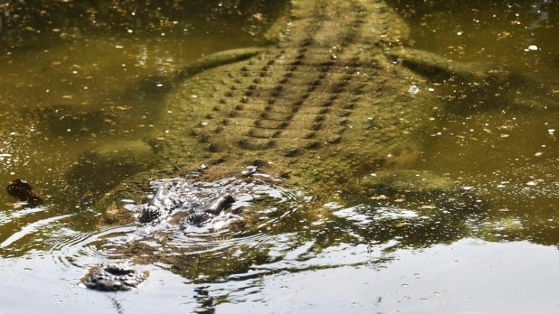 Crocodilos foram vegetarianos, mas só por um tempo
