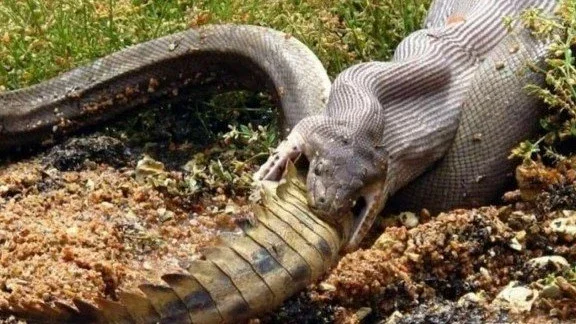 GG Wildlife Rescue