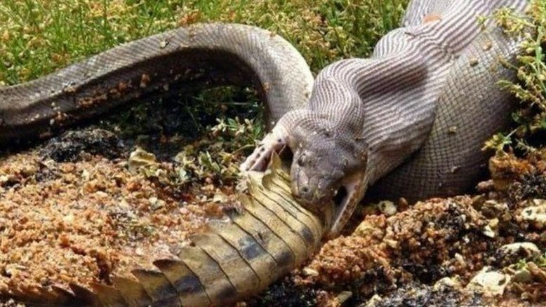GG Wildlife Rescue