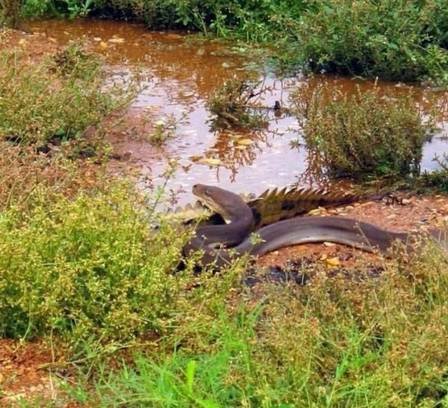 Píton engole crocodilo inteiro na Austrália 10 Píton engole crocodilo inteiro na Austrália